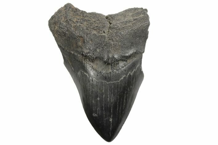 Bargain, 4.01" Fossil Megalodon Tooth - South Carolina